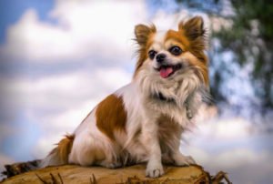Adorable Chihuahua Dog Posing On A Log
