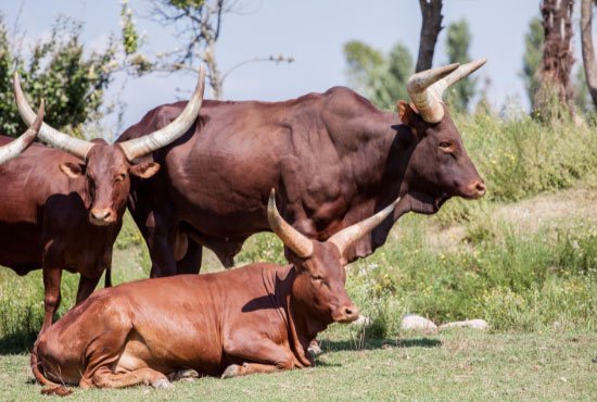 Bulls seating on a field