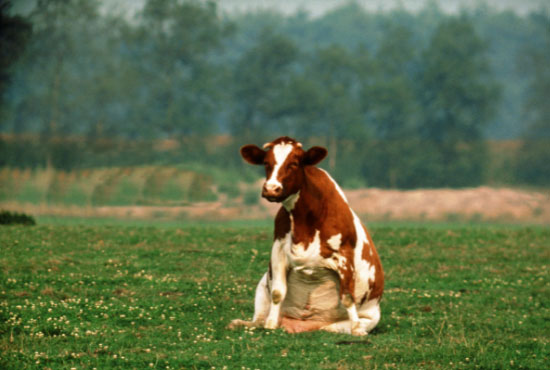 cow sitting in grass