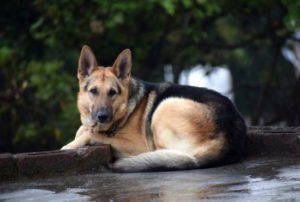 Adult Black and Brown German Shepherd