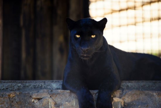 Beautiful black Panther