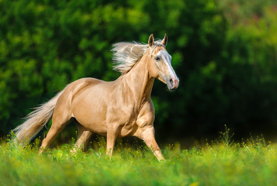 Beautiful palomino horse running in a field