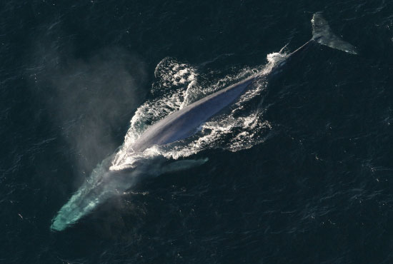 Blue Whale in the Ocean