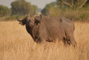Buffalo