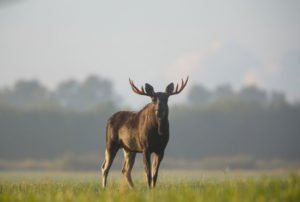 Bull moose