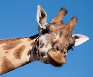 Giraffe in the zoo