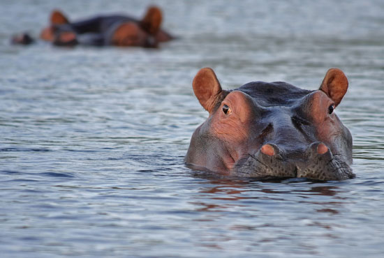 Hippo in the Water