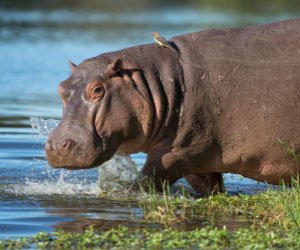 Hippo