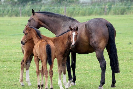 Horses in Nature