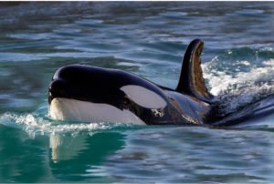 Killer Whale on the sea
