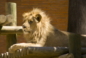 Lion King