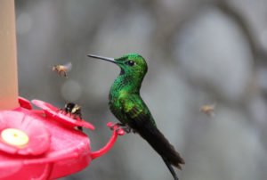 Photo of Green and Black Hummingbird