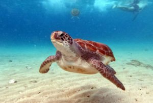 Sea Turtle Swimming Underwater