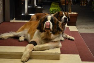 Two St. Bernard Dog Breed sitting on the floor