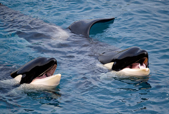 Two killer whales in the ocean