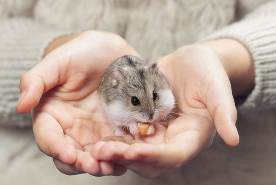 the child holds in his hands a hamster