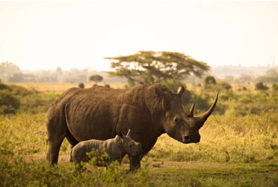 A mother rhino with her baby