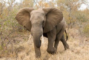 African Elephant