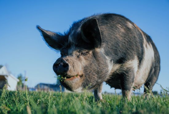 Black Pig on Green Grass Field