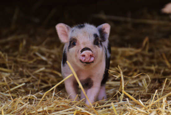 Cute Little Baby Pig