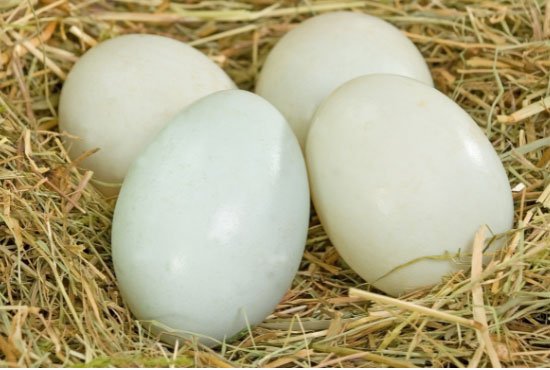 Duck Eggs