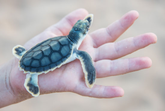 Flatback Sea Turtle Baby