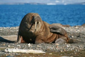 Giant Walrus