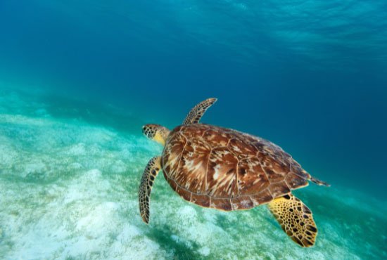 Hawksbill Sea Turtle