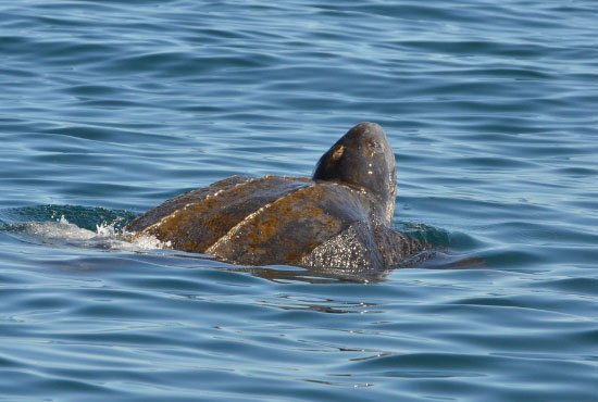 Leatherback turtle swimming in the Atlantic Ocean