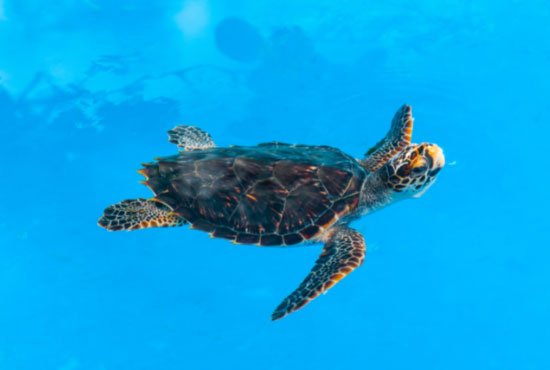 Loggerhead turtle