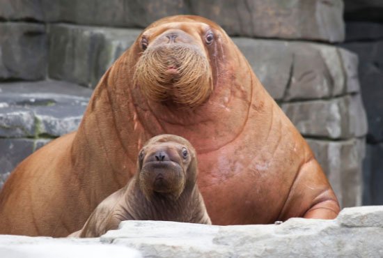 Mother Walrus with Baby