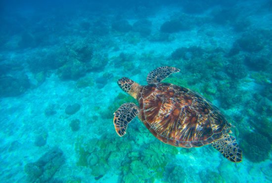 Olive ridley turtle in blue sea water