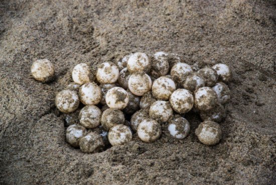 Sea Turtle Eggs