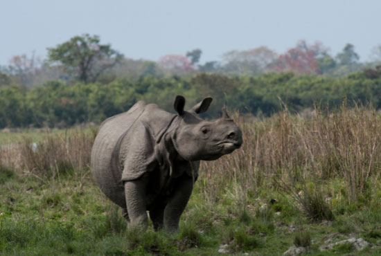 asian rhino