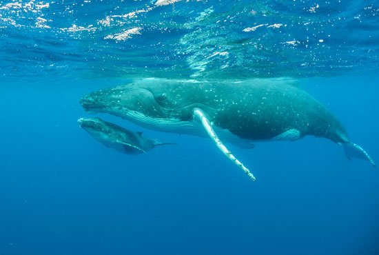 How Much Does A Blue Whale Weigh? - WeighMag