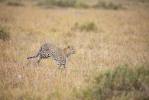 Running leopard