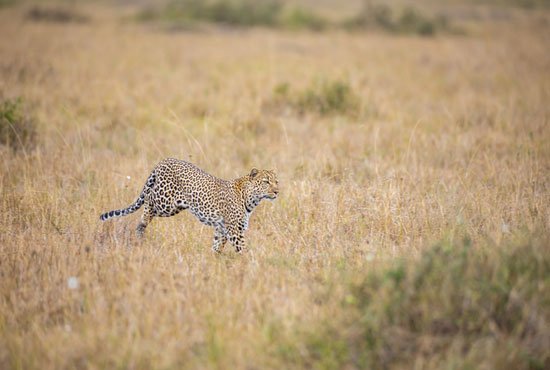 Running leopard
